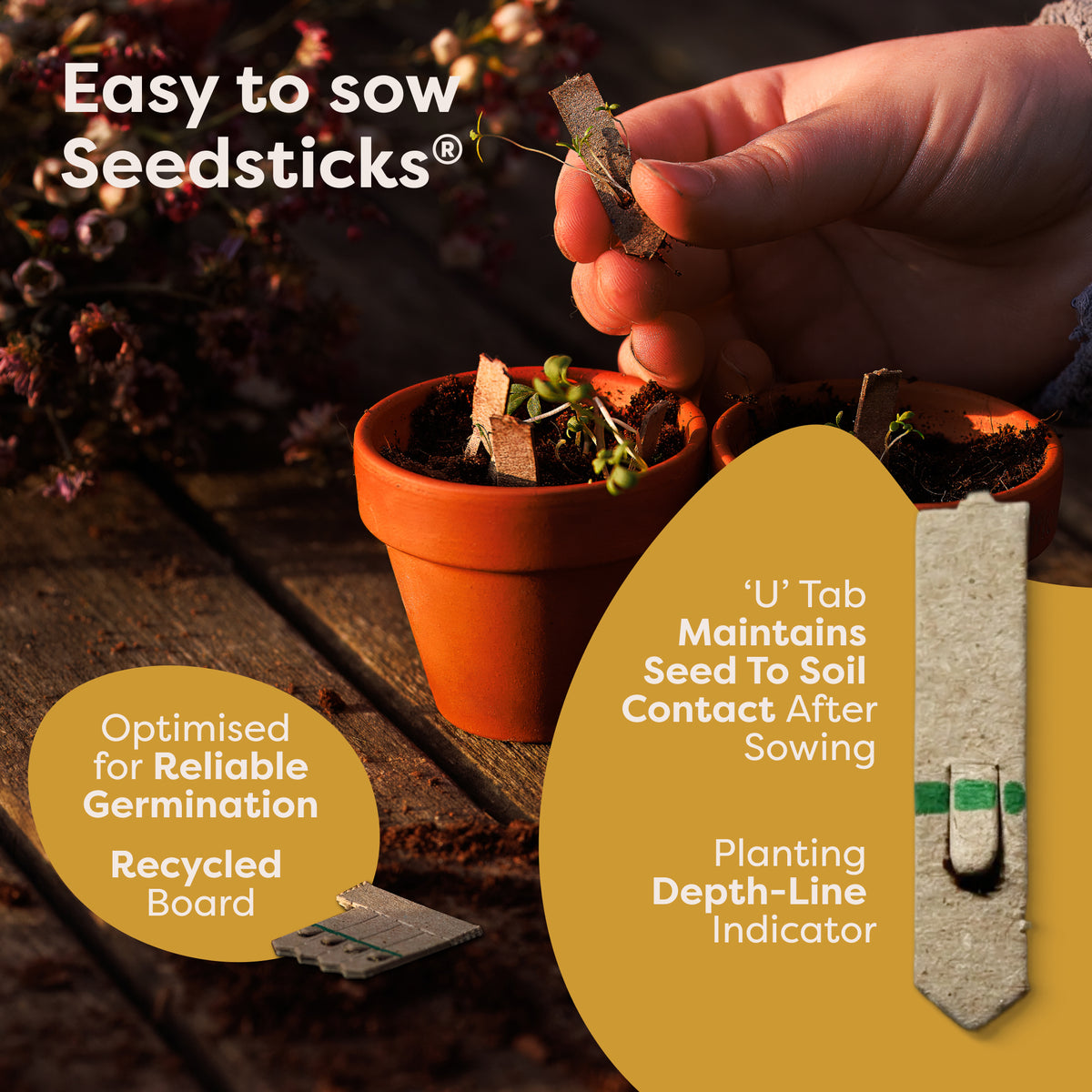Festive Flavours Seedsticks - Seedsticks close-up