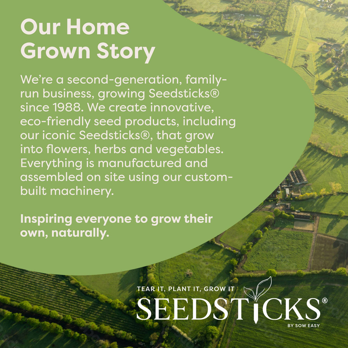 Bauble Seedsticks – product and growing image 8
