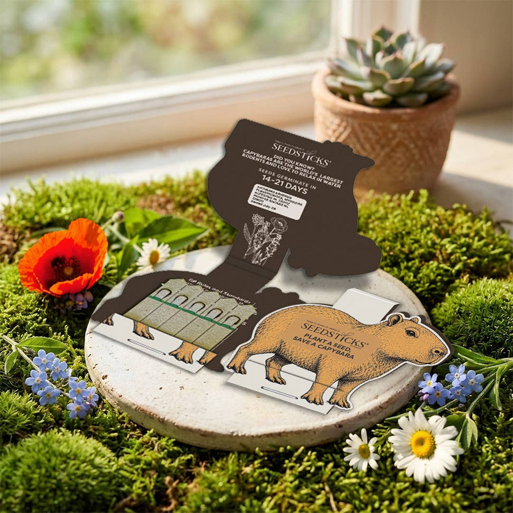 Capybara Seedsticks – product and growing image 3
