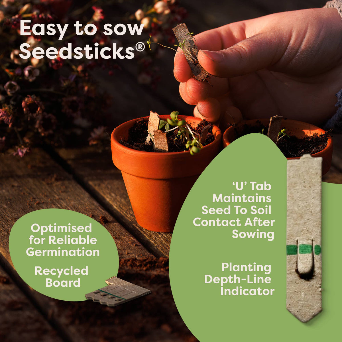 Gourmet Pizza Seedsticks – product and growing image 4