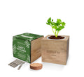 Parsley Desktop Cube Garden with wooden planter, soil pellet and Seedsticks