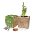Thyme Desktop Cube Garden with wooden planter, soil pellet and Seedsticks