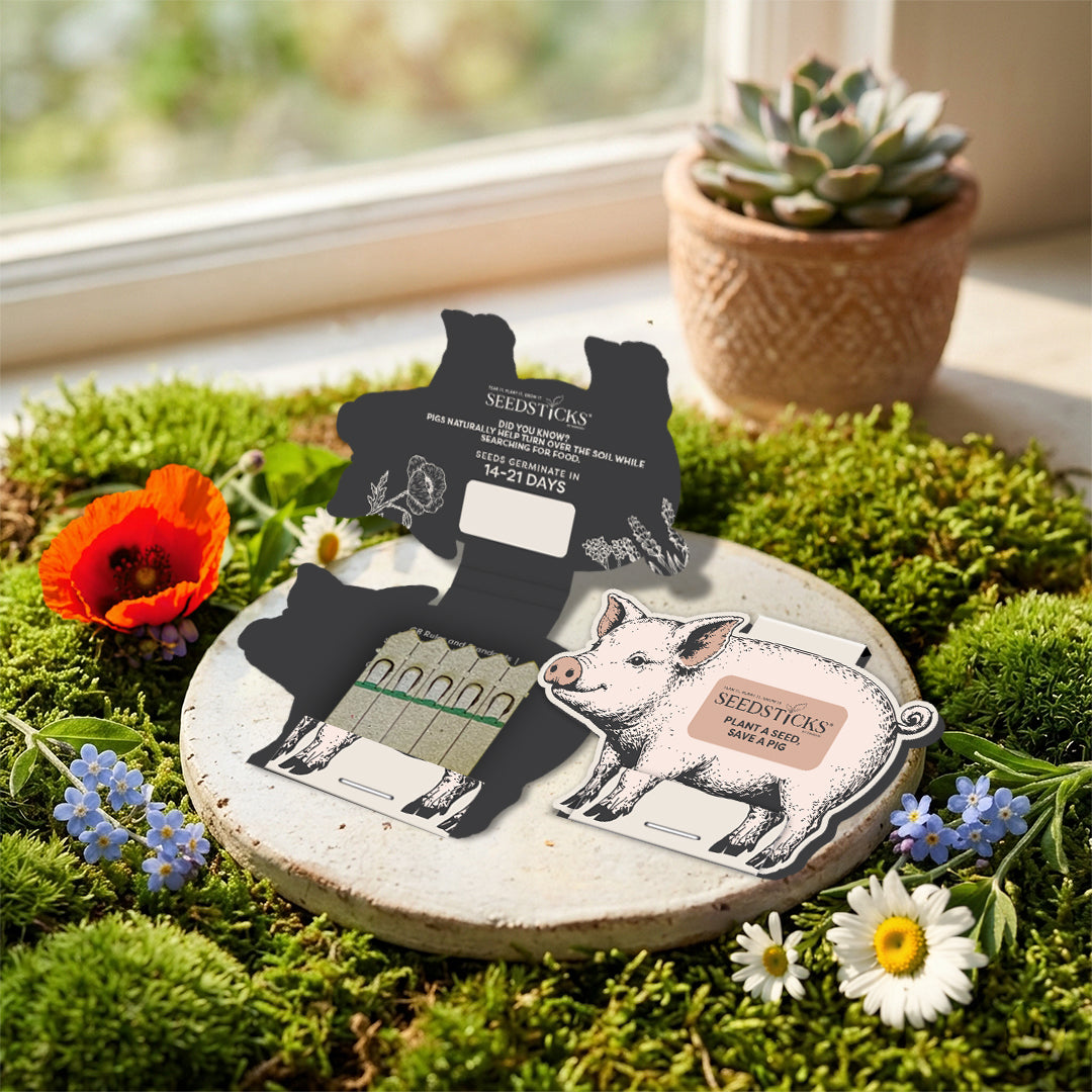 Pig Seedsticks wildflower gift in a countryside setting