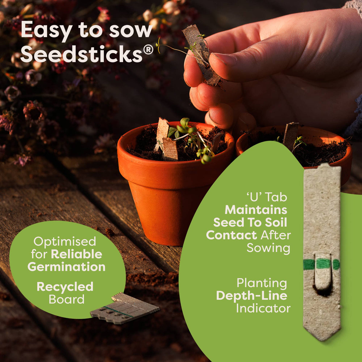 Capybara Seedsticks – product and growing image 5