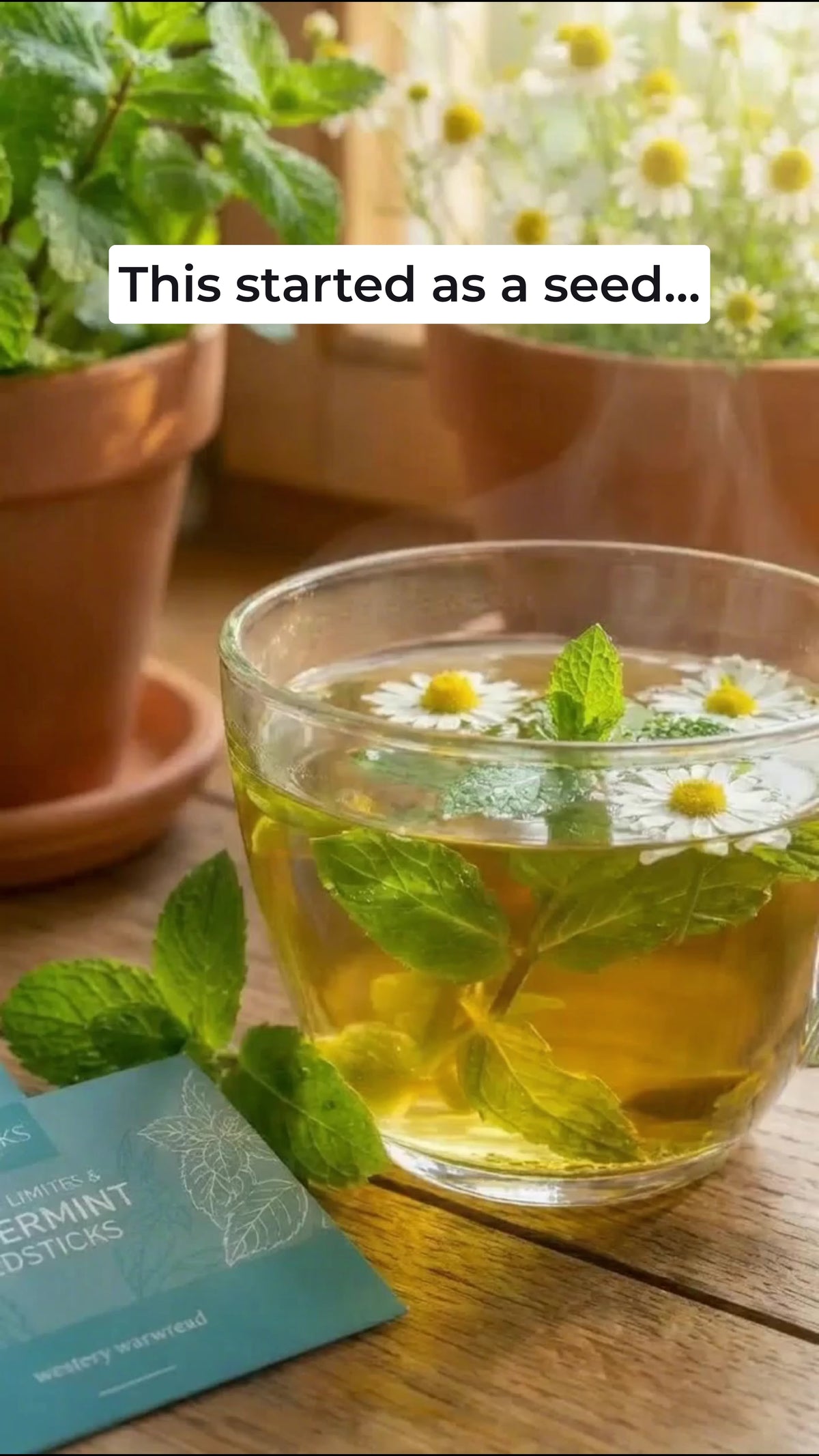 Tea Garden Seedsticks lifestyle demonstration