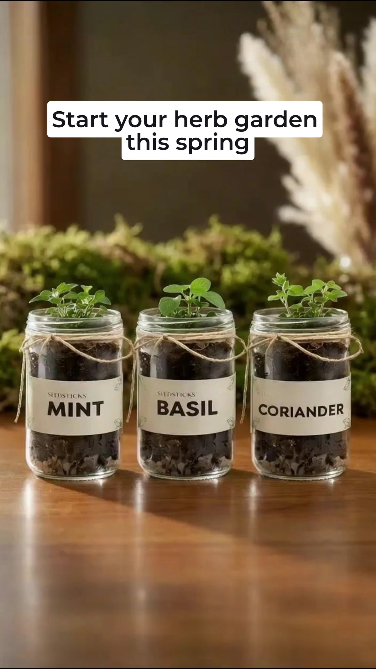 Indoor Herb Garden with mint lifestyle demonstration